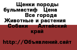 Щенки породы бульмастиф › Цена ­ 25 000 - Все города Животные и растения » Собаки   . Алтайский край